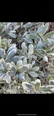 Pittosporum tobira