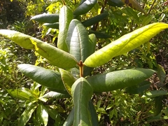Myrcia fenzliana