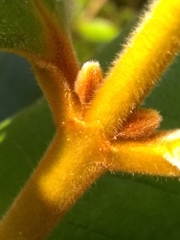 Myrcia fenzliana
