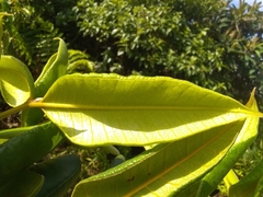 Myrcia fenzliana