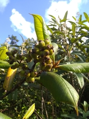Myrcia fenzliana