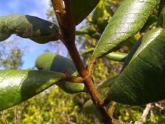 Myrcia fenzliana