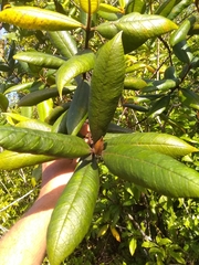 Myrcia fenzliana