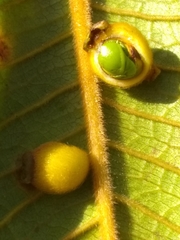 Myrcia fenzliana