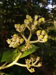 Miconia subcompressa