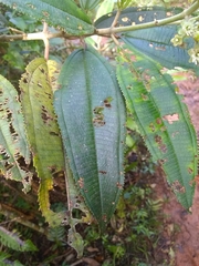 Miconia subcompressa