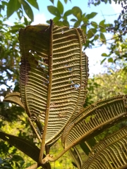 Miconia subcompressa