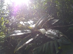 Miconia subcompressa