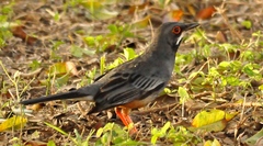 Turdus plumbeus
