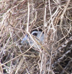 Stizoptera bichenovii