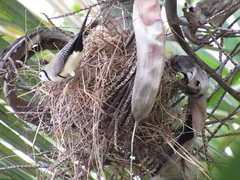 Stizoptera bichenovii
