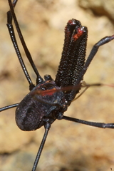 Forsteropsalis inconstans