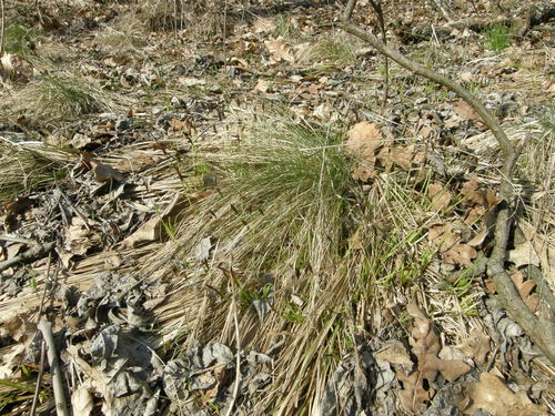 Carex brevicollis (Carex brevicollis)
