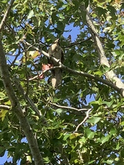 Eudynamys orientalis