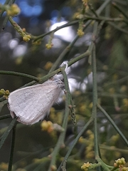 Acyphas semiochrea