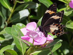 Papilio amynthor