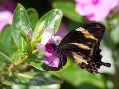 Papilio amynthor