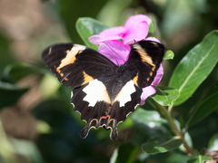 Papilio amynthor