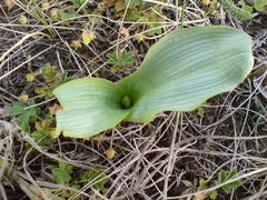 Platanthera chlorantha