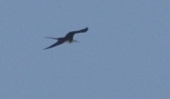 Fregata magnificens