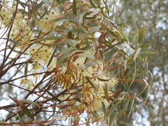 Eucalyptus sargentii