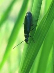 Rhagonycha mandibularis