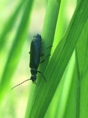 Rhagonycha mandibularis