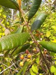 Myrcia fenzliana