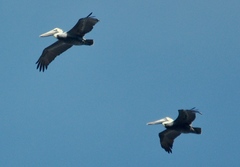 Pelecanus occidentalis