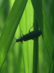 Rhagonycha mandibularis