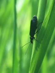 Rhagonycha mandibularis