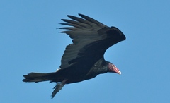 Cathartes aura