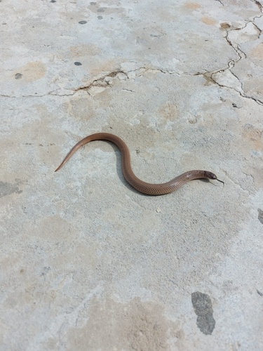 Spotted Slug-eater