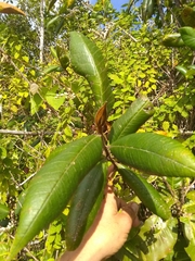 Myrcia fenzliana