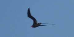 Fregata magnificens