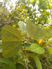 Passiflora orbiculata