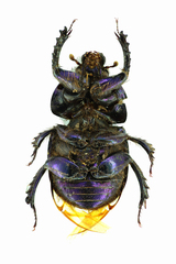 Geotrupes stercorarius