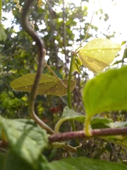 Passiflora orbiculata