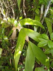 Geonoma pinnatifrons oxycarpa