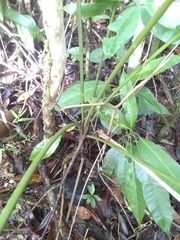 Geonoma pinnatifrons oxycarpa