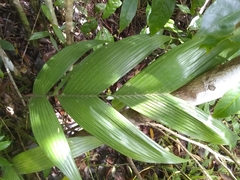 Geonoma pinnatifrons oxycarpa