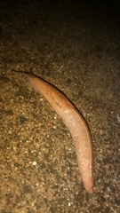 Tandonia