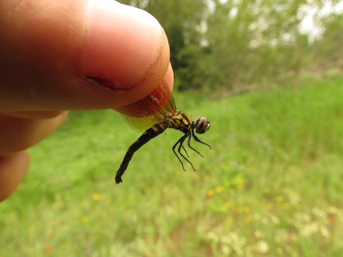 Nannothemis bella