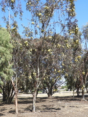 Eucalyptus woodwardii