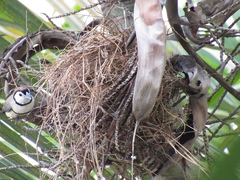 Stizoptera bichenovii