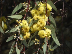 Eucalyptus woodwardii