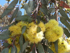 Eucalyptus woodwardii