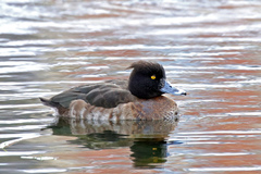Aythya fuligula