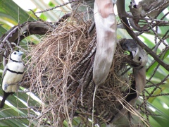 Stizoptera bichenovii