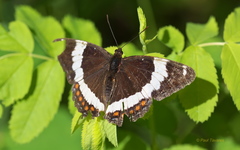 Limenitis arthemis rubrofasciata